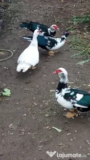 Vand rațe leșești 