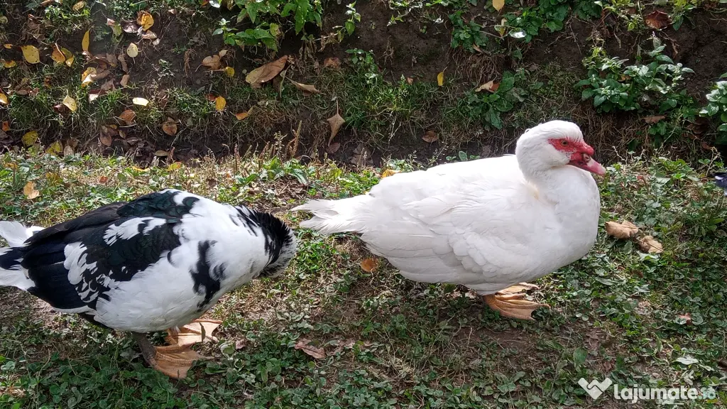 Vand rațe leșești