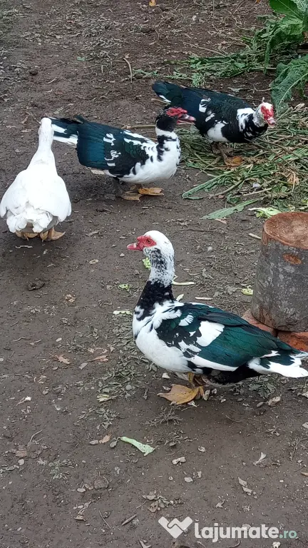 Vand rațe leșești