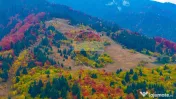 COMISION 0% | SACELE-BACIU| TEREN INTRAVILAN| 16 000 MP | NATURA 