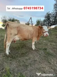 Vaca bălțată românească, vârsta 5 ani, 3 - lea vițel, lapte peste 20 litri pe zi 