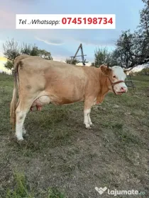 Vaca bălțată românească, vârsta 5 ani, 3 - lea vițel, lapte peste 20 litri pe zi