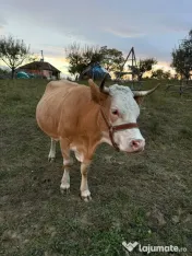 Vaca bălțată românească, vârsta 5 ani, 3 - lea vițel, lapte peste 20 litri pe zi 