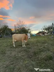 Vaca bălțată românească, vârsta 5 ani, 3 - lea vițel, lapte peste 20 litri pe zi 