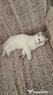 Pui British shorthair