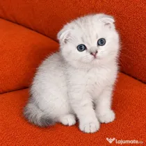 Pui British shorthair