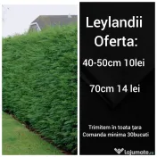 Leylandii 70 cm