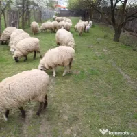 Vand oi tinere si un berbec