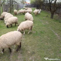 Vand oi tinere si un berbec