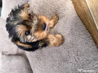 Pui Yorkshire Terrier (Yorkie) – mici, pufoși și irezistibili! 