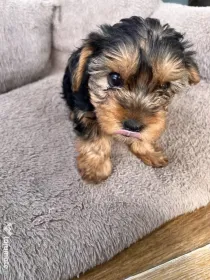 Pui Yorkshire Terrier (Yorkie) – mici, pufoși și irezistibili!