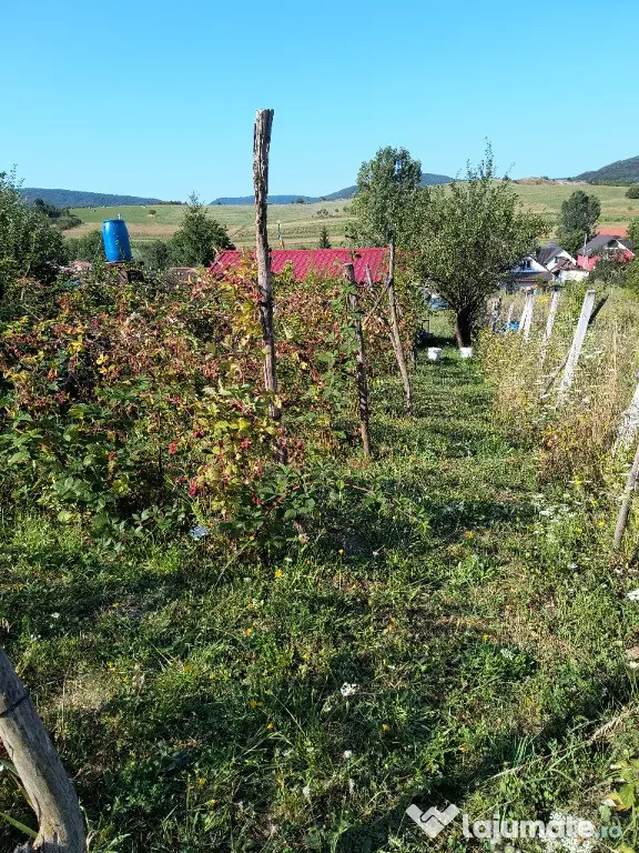 Teren, 10 ari, Sigmir - Sigmir (Bistrita-Nasaud)