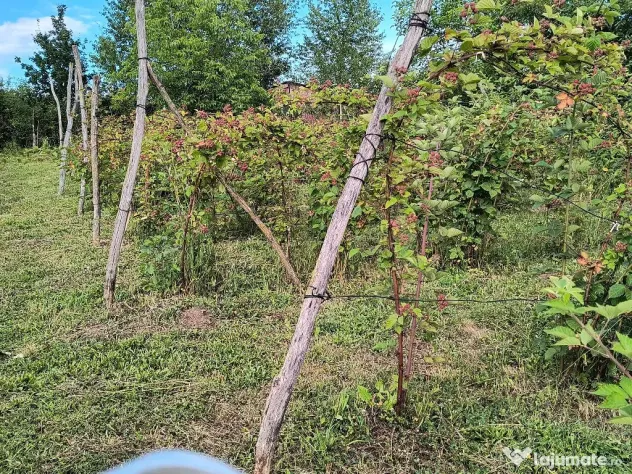 Teren, 10 ari, Sigmir - Sigmir (Bistrita-Nasaud)