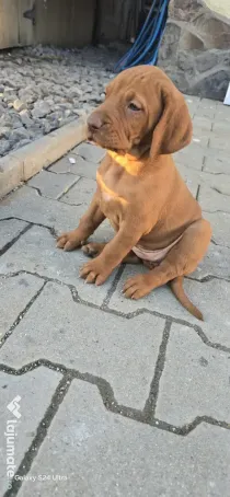 Vand Vizsla Maghiar