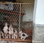 Căței foxterier