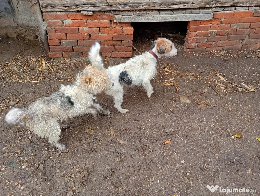Căței foxterier
