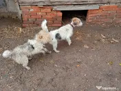 Căței foxterier