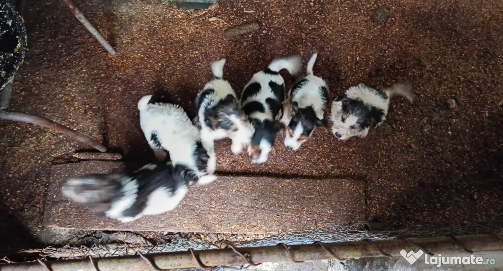 Căței foxterier