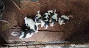 Căței foxterier
