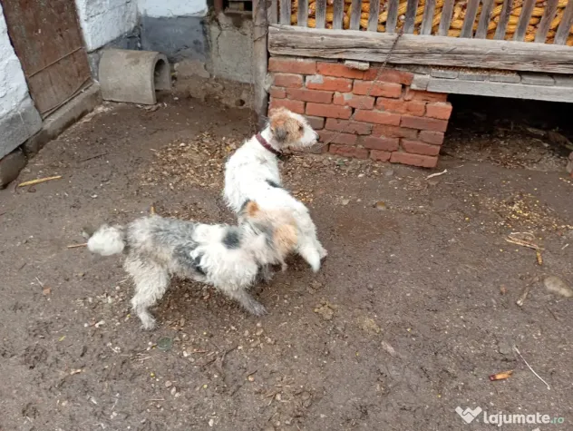Căței foxterier