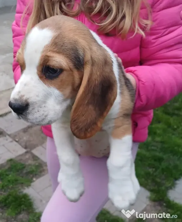 Beagle Tricolor fetiță