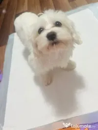 Bichon malteze 8 săptămâni 