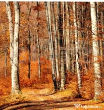 Padure Gorun, 284 Ha, zona Mehedinti