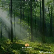 Pret promotiomal lot teren la padurea Snagov 