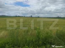 Teren extravilan, 6600 mp, Radauti