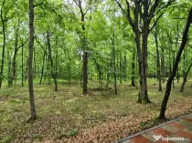 PAULESTI zona lac , zona agrement , teren padure 22500 mp la
