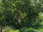 Casa de vanzare in Secuieni / Bacau 