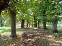 Cabana cu teren intravilan 18.449 mp – Paingeni | 7,5 €/