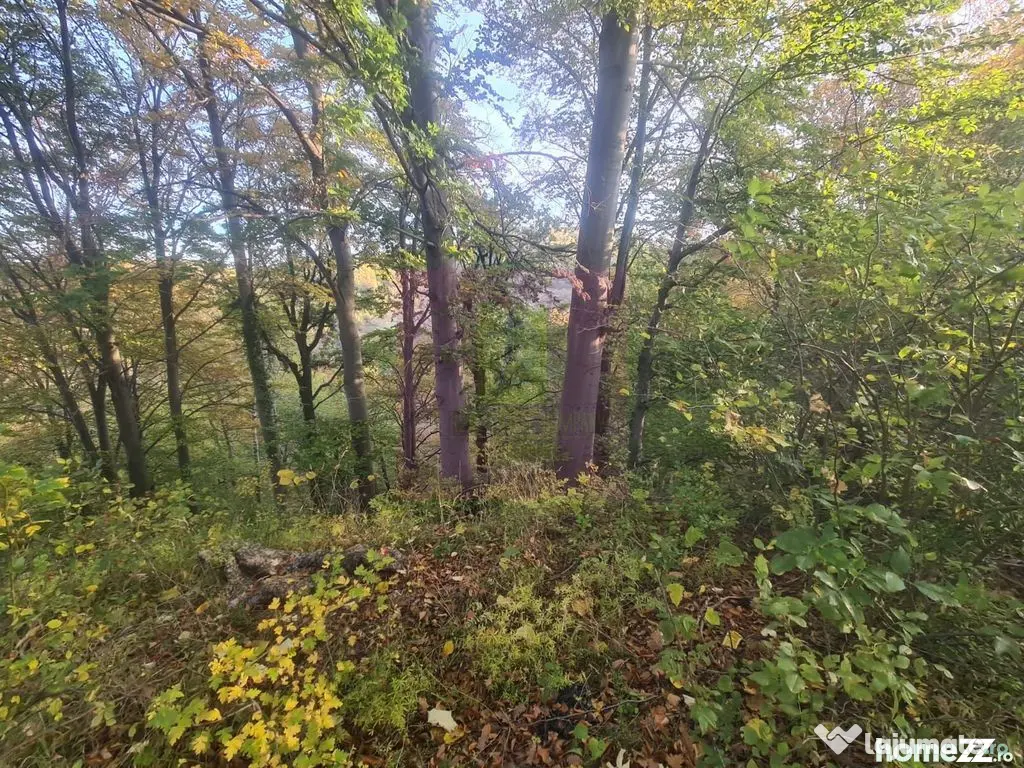 Teren intravilan de vanzare in Telega