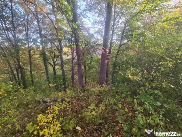 Teren intravilan de vanzare in Telega