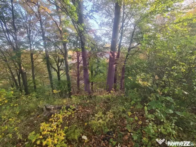 Teren intravilan de vanzare in Telega - Telega (Prahova)