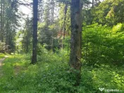 Teren intravilan, 56000 mp, Poiana Braşov 