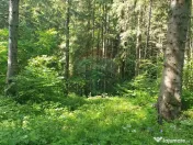 Teren intravilan, 56000 mp, Poiana Braşov 