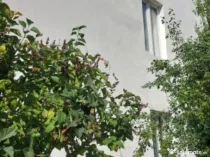 Casa unifamiliala de vanzare zona linistita Sighet