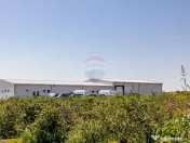 Plantatie de afine la cele mai inalte standarde, de vanzare! 