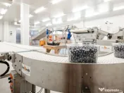 Plantatie de afine la cele mai inalte standarde, de vanzare! 