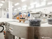 Plantatie de afine la cele mai inalte standarde, de vanzare!