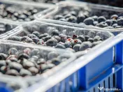 Plantatie de afine la cele mai inalte standarde, de vanzare! 