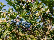 Plantatie de afine la cele mai inalte standarde, de vanzare! 