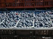 Plantatie de afine la cele mai inalte standarde, de vanzare! 