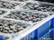 Plantatie de afine la cele mai inalte standarde, de vanzare! 