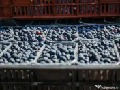 Plantatie de afine la cele mai inalte standarde, de vanzare! 