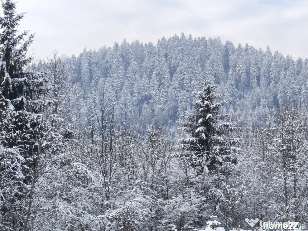 Teren intravilan, 22600mp, zona Manastirea Sucevita - Sucevita (Suceava)