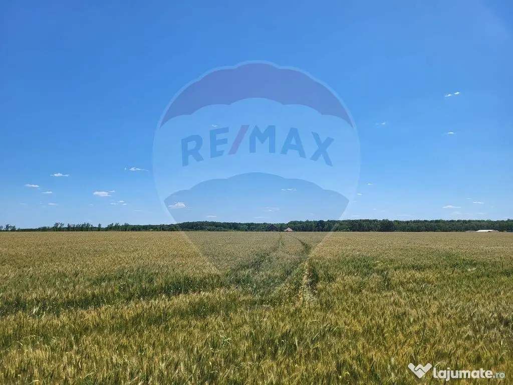 Teren intravilan 5,000 mp Peris IF