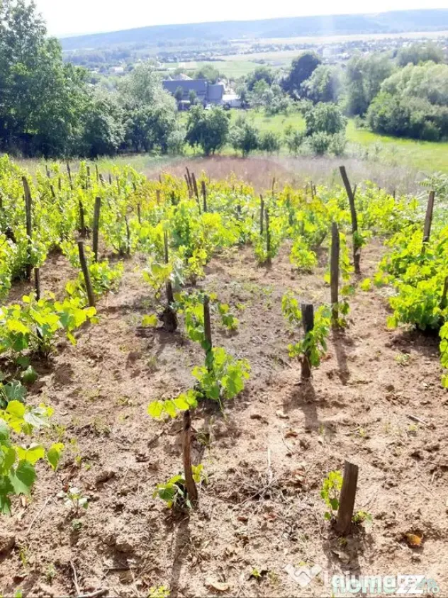 Teren intravilan 6850 mp Simnic, Izvor