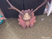 Coarne de cerb carpatin și cocoș de munte 